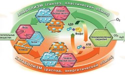 Обмен веществ